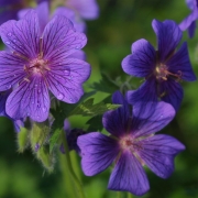 flowers001 flowers001